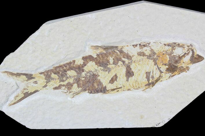 Knightia Fossil Fish - Wyoming #85405